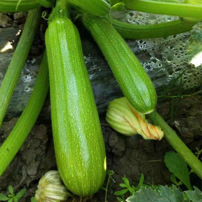 F1 Green Peel Squash seeds- Green Jade No.8