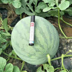 F1 Seedless Watermelon Seeds-New Innovation No.1