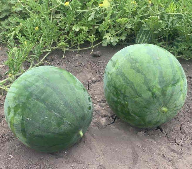 F1 Seedless Watermelon Seeds-New Innovation No.1