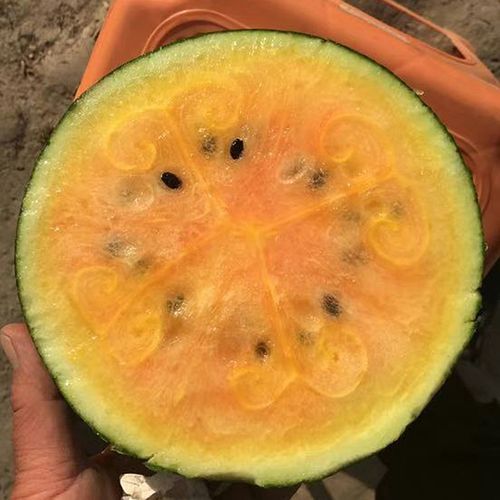 F1 Seeded Watermelon Seeds-Orange Swallow