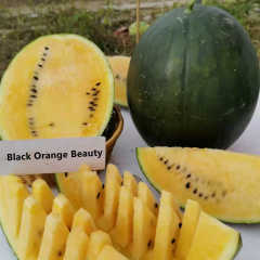 F1 Seeded Watermelon Seeds-Black Orange Beauty