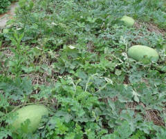 F1 Seeded Watermelon Seeds-New Green Show