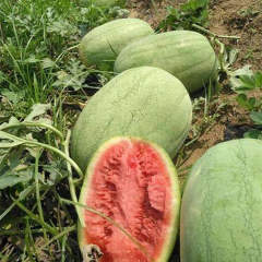 F1 Seeded Watermelon Seeds-New Green Show