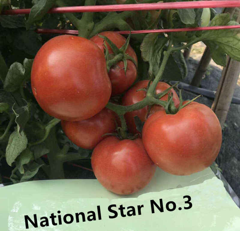 F1 Red Tomato Seeds-National Star No.3