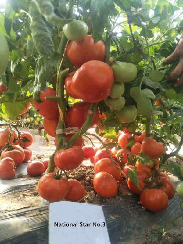 F1 Red Tomato Seeds-National Star No.3