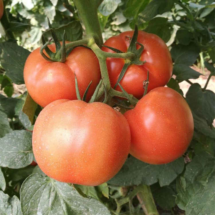 F1 Red Tomato Seeds-National Star No.4