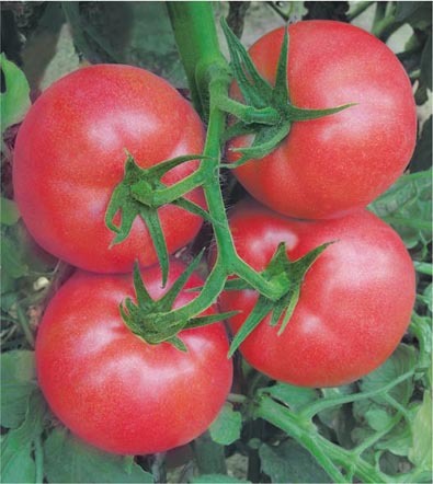 F1 Pink Tomato Seeds-Sky Fortune No.61