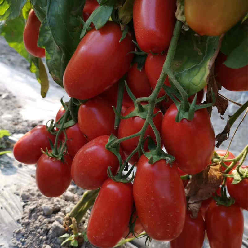 F1 Red Tomato Seeds- FT001