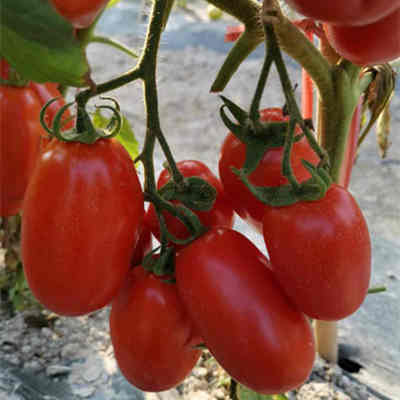 F1 Red Tomato Seeds- FT001