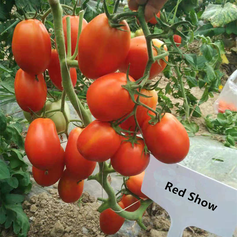 F1 Red Tomato Seeds- Red Show
