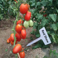 F1 Red Tomato Seeds- Red Show