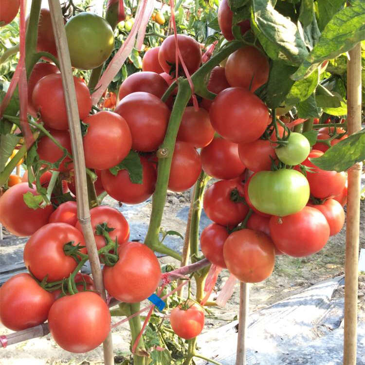 F1 Pink Tomato Seeds-Gold Pink