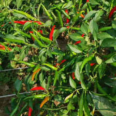 F1 Hot Pepper Seeds-Purple Red No.1