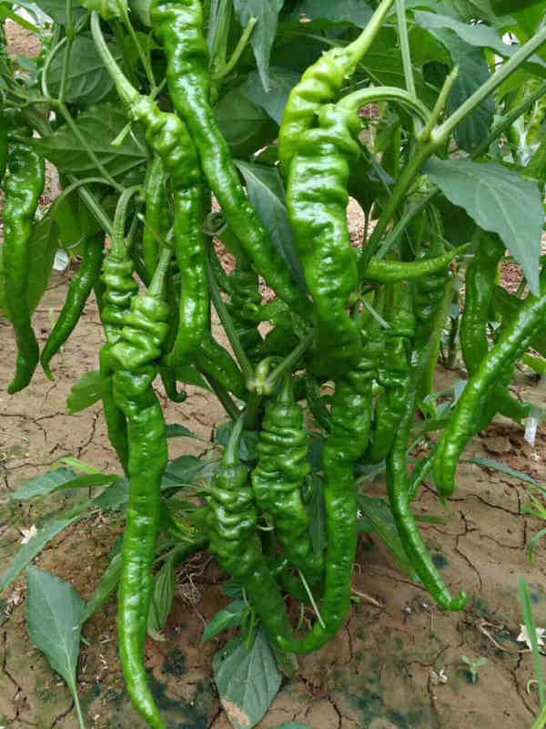 F1 Hot Pepper Seeds-Pretty No.2