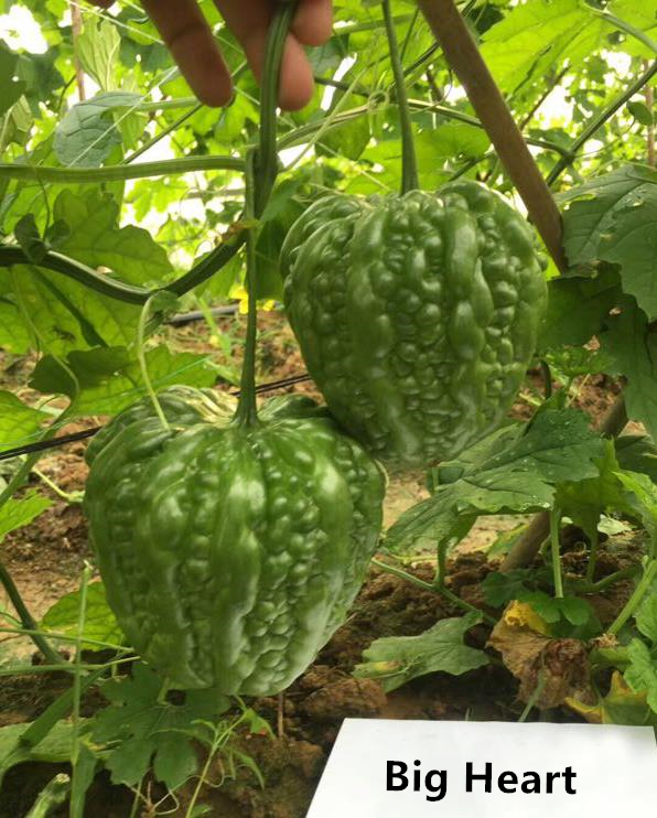 F1 Bitter Gourd Seeds - Big Heart