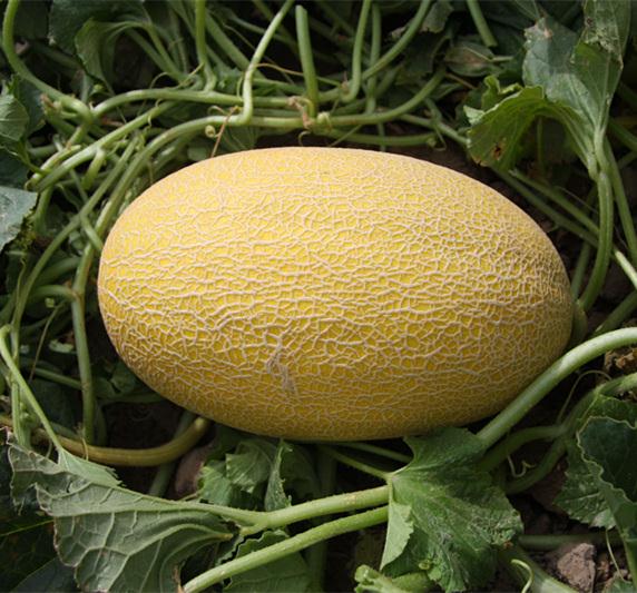 F1 Cantaloupe Hami Melon Seeds-Yellow Honey No.3