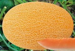 F1 Cantaloupe Hami Melon Seeds-Yellow Honey No.3