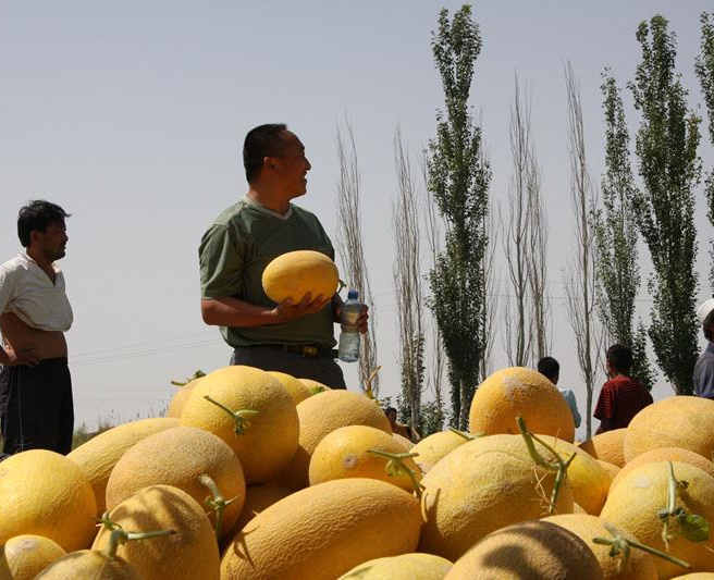 F1 Cantaloupe Hami Melon Seeds-Yellow Honey No.3