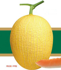 F1 Cantaloupe Sweet Musk Melon Hami Melon Seeds-Yellow Honey No.6