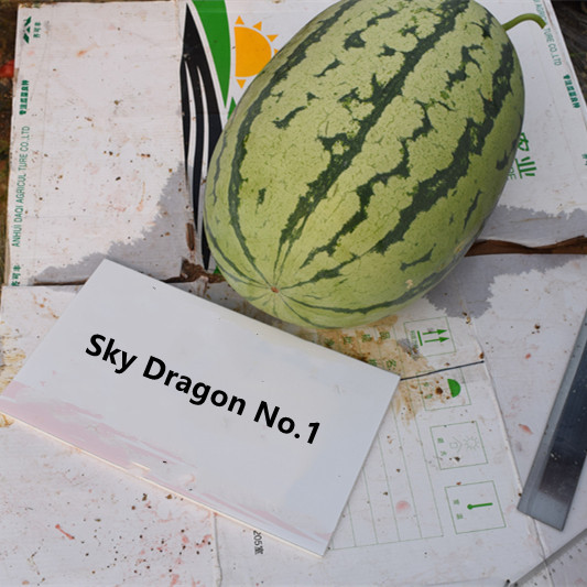 F1 Seeded Watermelon Seeds-Sky Dragon No.1