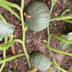 F1 Pumpkin Seeds- Silver Chestnut