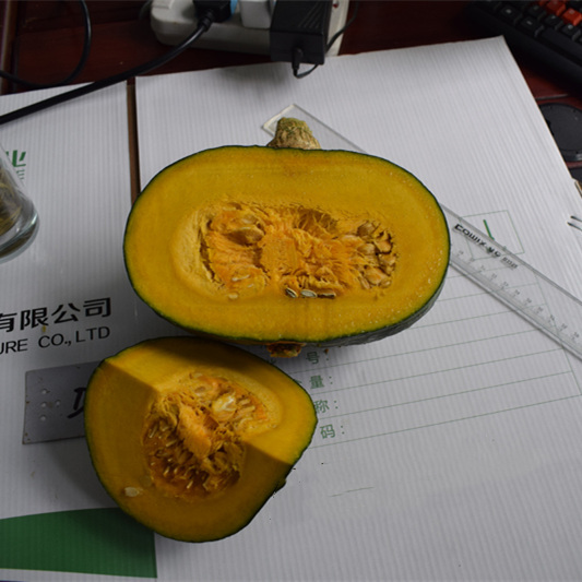 Hybrid F1 Pumpkin Seeds- Green Chestnut No.1