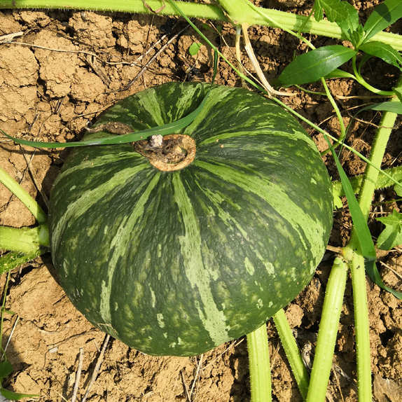 Hybrid F1 Pumpkin Seeds- Green Chestnut No.1