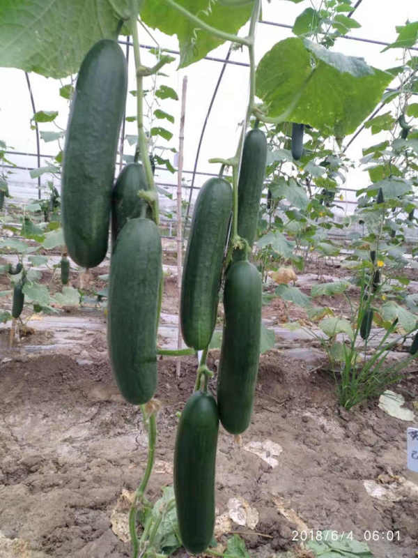 High Yield Fruit Cucumber Seeds for growing-Rich Lord No.9