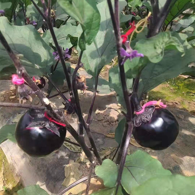 Hybrid F1 High Quality Black Peel Round Shape Eggplant Seeds For Growing- Black Gem