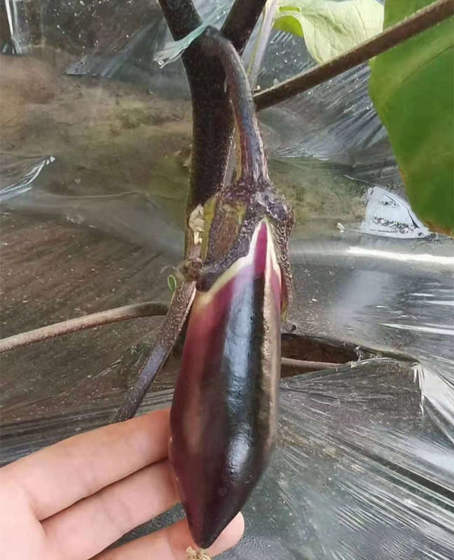 Hybrid F1 High Quality Very Popular Fairy Valley Black Peel Long Eggplant Seeds For Growing- Black Handsome