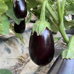 Hybrid F1 High Yield Black Peel Eggplant Seeds For Growing- Green Lord No.9