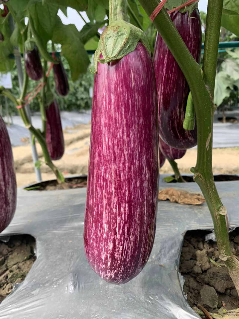 Hybrid F1 High Yield Purple Peel Eggplant Seeds For Growing- Colorful Fairy