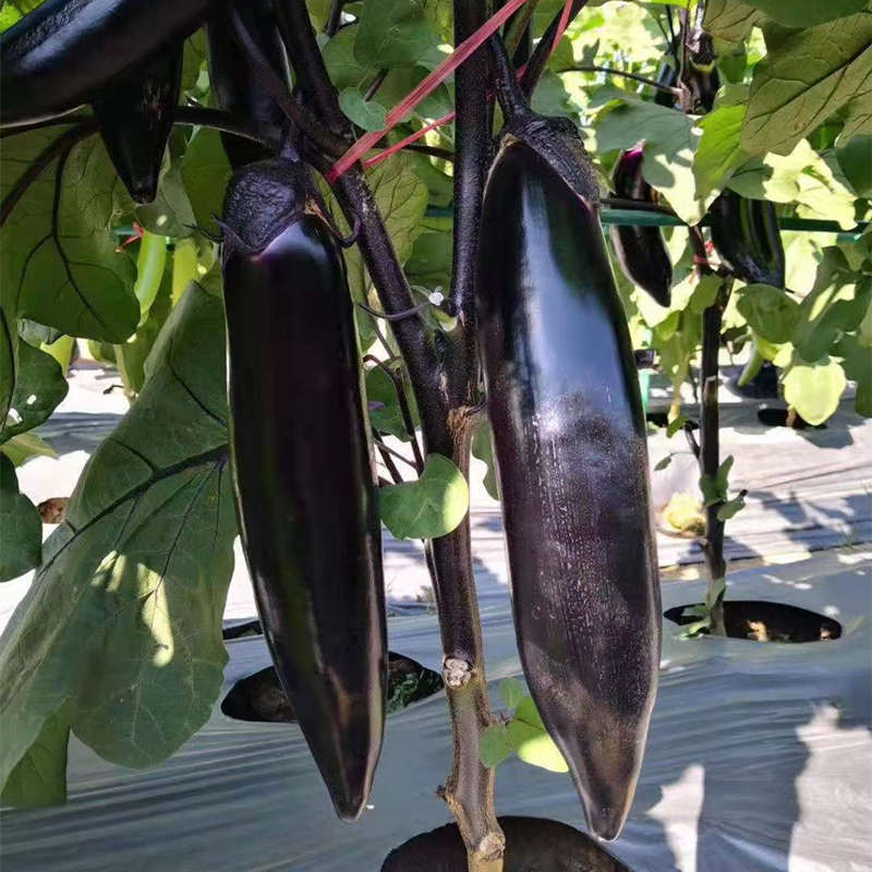 Hybrid F1 High Quality Very Popular Fairy Valley Black Peel Long Eggplant Seeds For Growing- Black Handsome