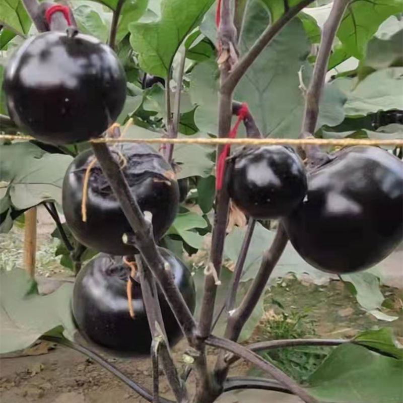 Hybrid F1 High Quality Black Peel Round Shape Eggplant Seeds For Growing- Black Gem