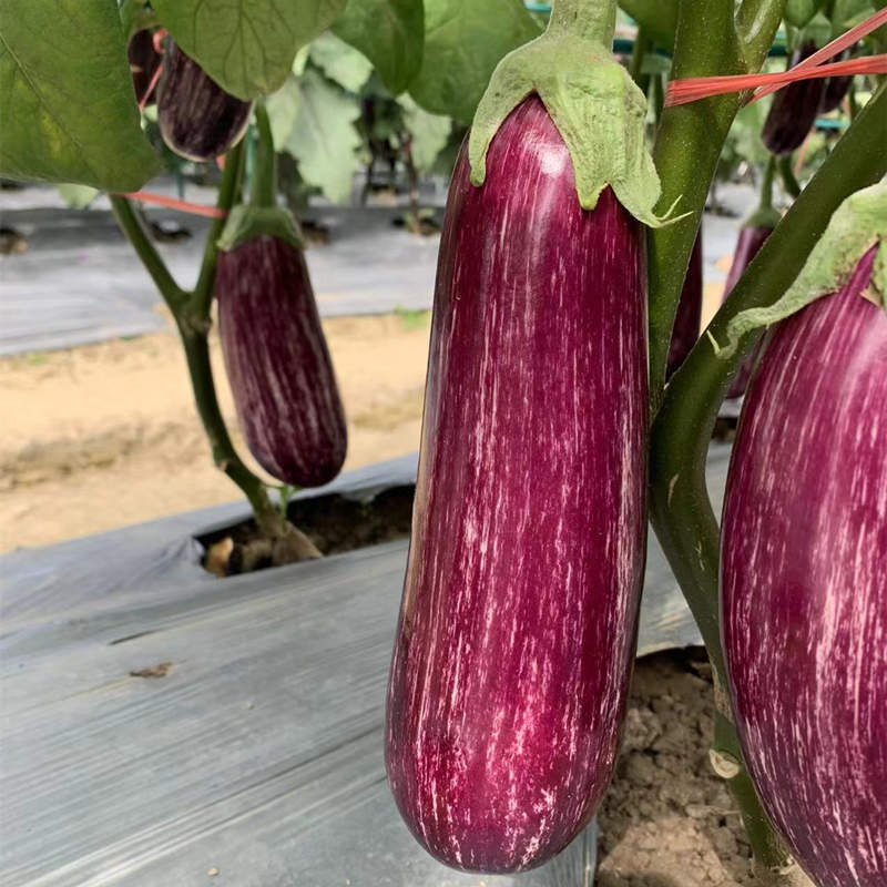 Hybrid F1 High Yield Purple Peel Eggplant Seeds For Growing- Colorful Fairy