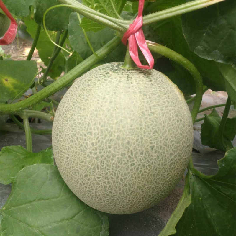 Hybrid F1 High Qualily Sweet Musk Melon Hami Melon Seeds For Growing-New Honey No.7