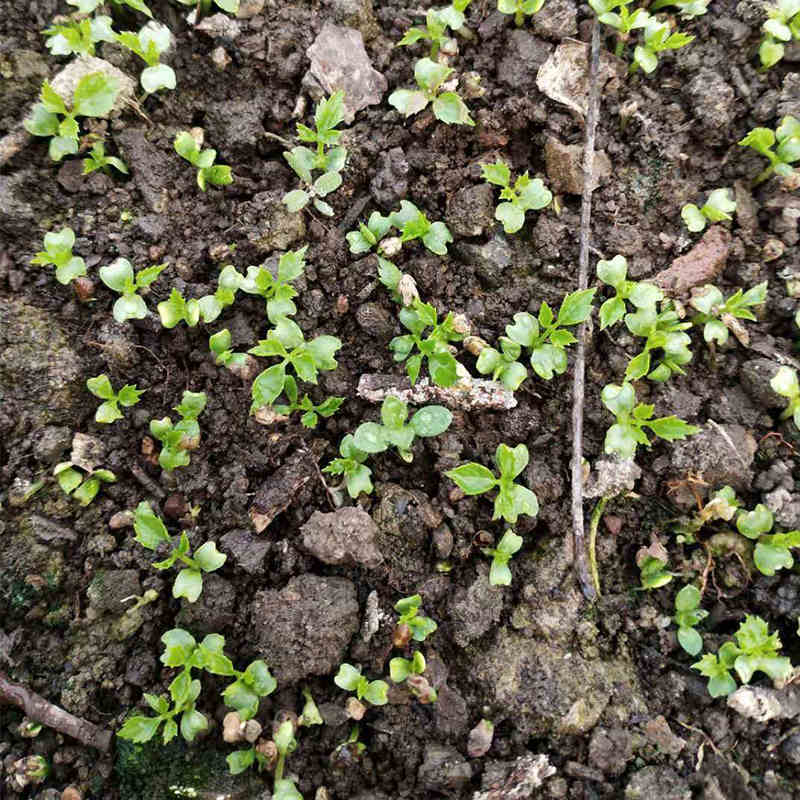 Gynostemma pentaphyllum - Jiaogulan Tea Seeds