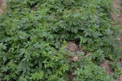 Gynostemma pentaphyllum - Jiaogulan Tea Seeds