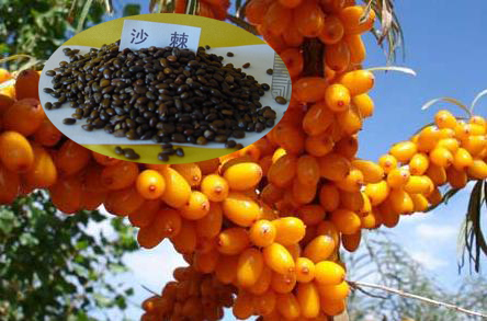 Hippophae Rhamnoides / Sea Buckthorn Seeds