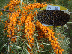 Hippophae Rhamnoides / Sea Buckthorn Seeds