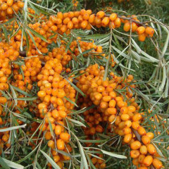 Hippophae Rhamnoides / Sea Buckthorn Seeds