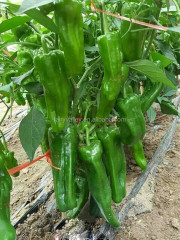 Hybrid F1 Hot Pepper Chilli Seeds For Growing-Fui No.4