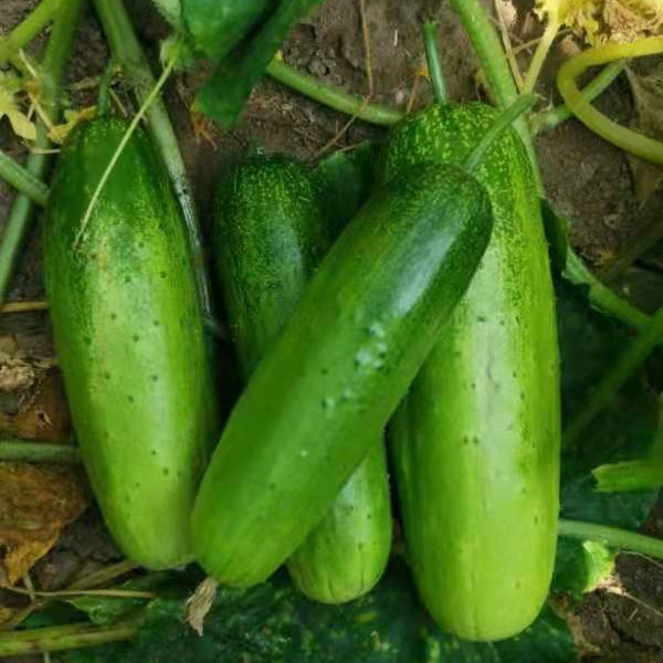 High Yield Hybrid F1 Crisp Sweet Fruit Cucumber Seeds for growing-Green Crisp No.1