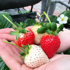 White Strawberry Seeds