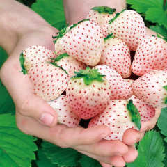 White Strawberry Seeds