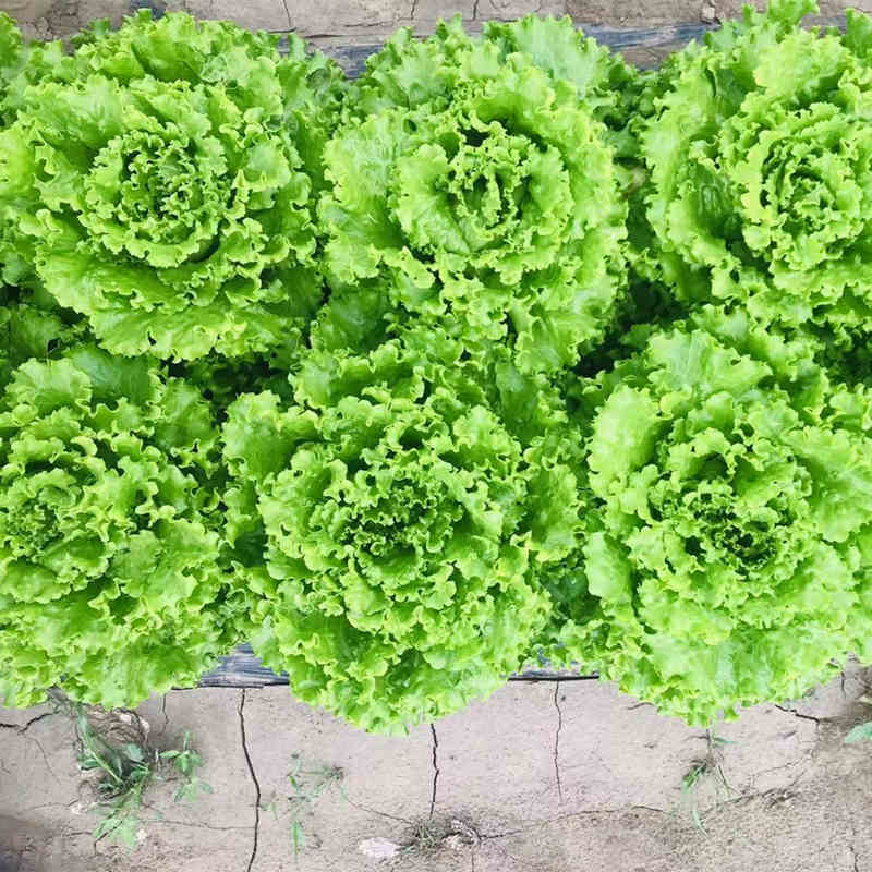 High Quality Green Lettuce Seeds for Growing-Green Crown