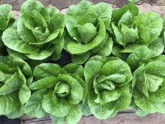 High Quality Crisp Green Leaf Romaine Lettuce Seeds for Growing-Green Romanli