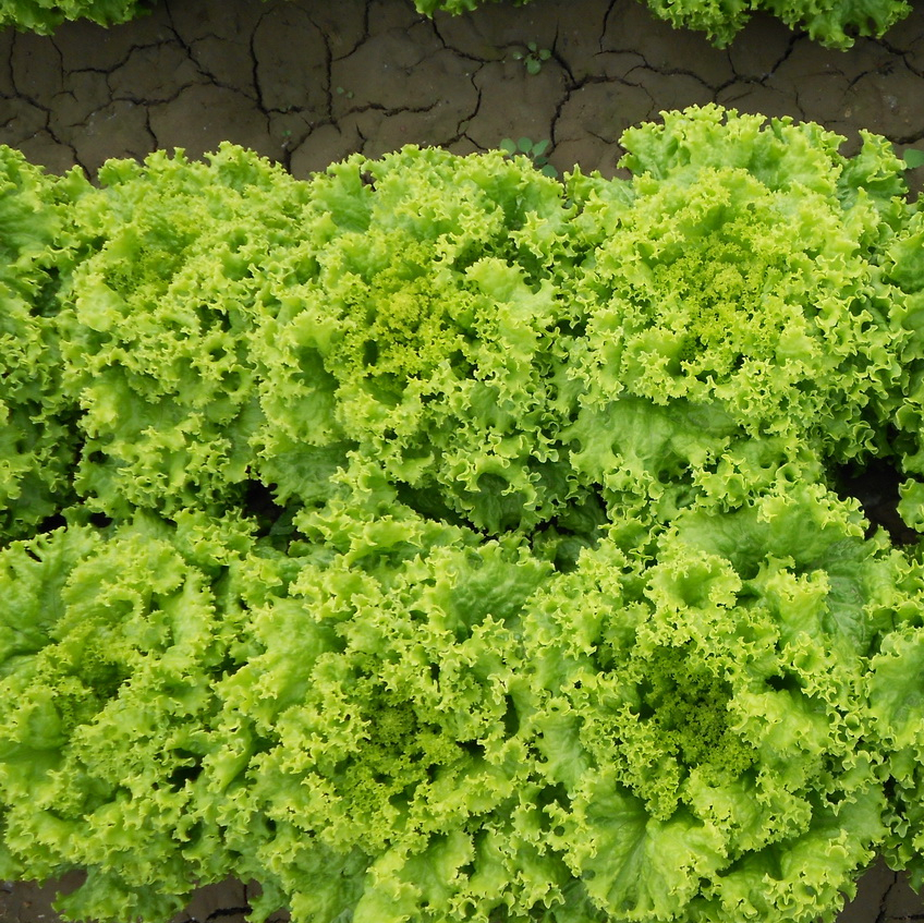 High Quality Green Lettuce Seeds for Growing-Green Sara