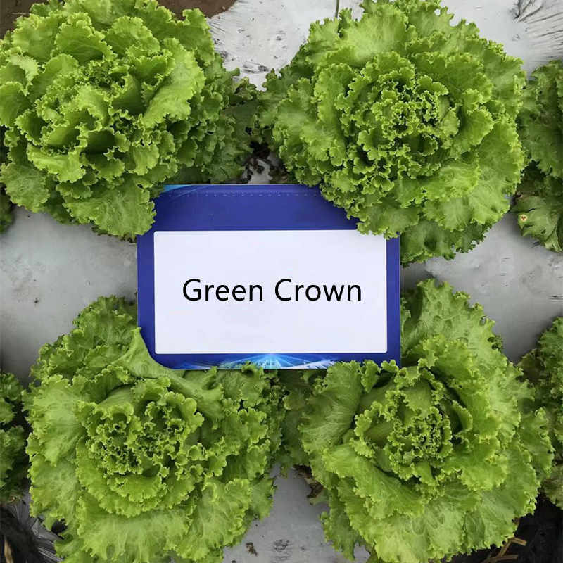 High Quality Green Lettuce Seeds for Growing-Green Crown