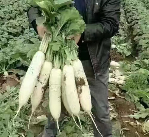 Hybrid F1 High Quality White Long Radish Seeds for Growing-Summer King